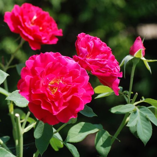Gärtnerei - Rosa Souvenir d'Edouard Maubert™ - rosa - floribundarosen - stark duftend - Dominique Massad - Hellrote, duftende Beetrose.
